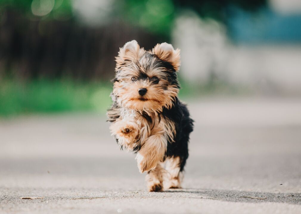 #33. Yorkshire terrier (tie)